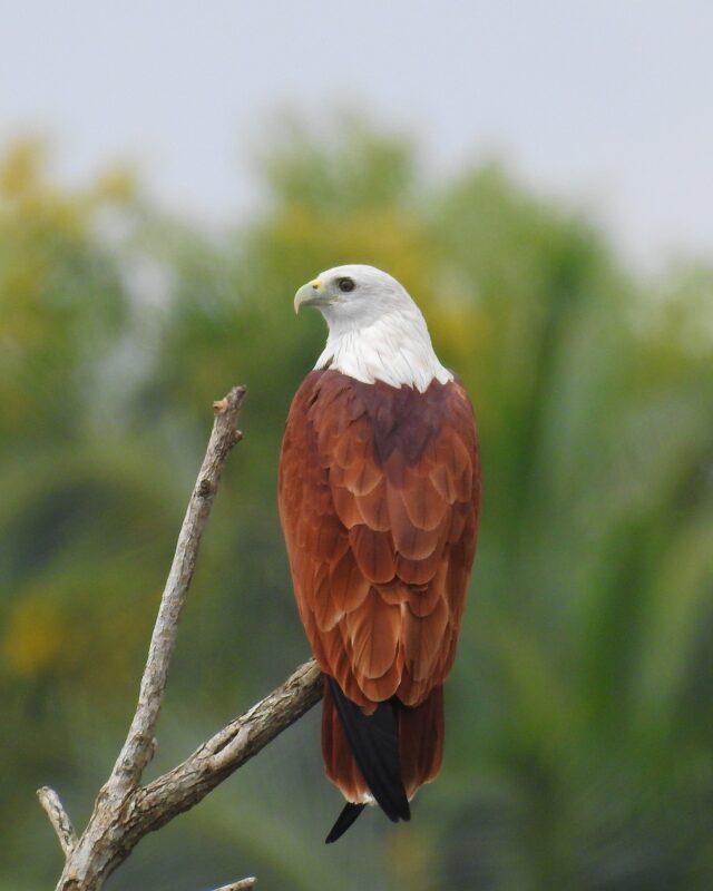 செம்பருந்து