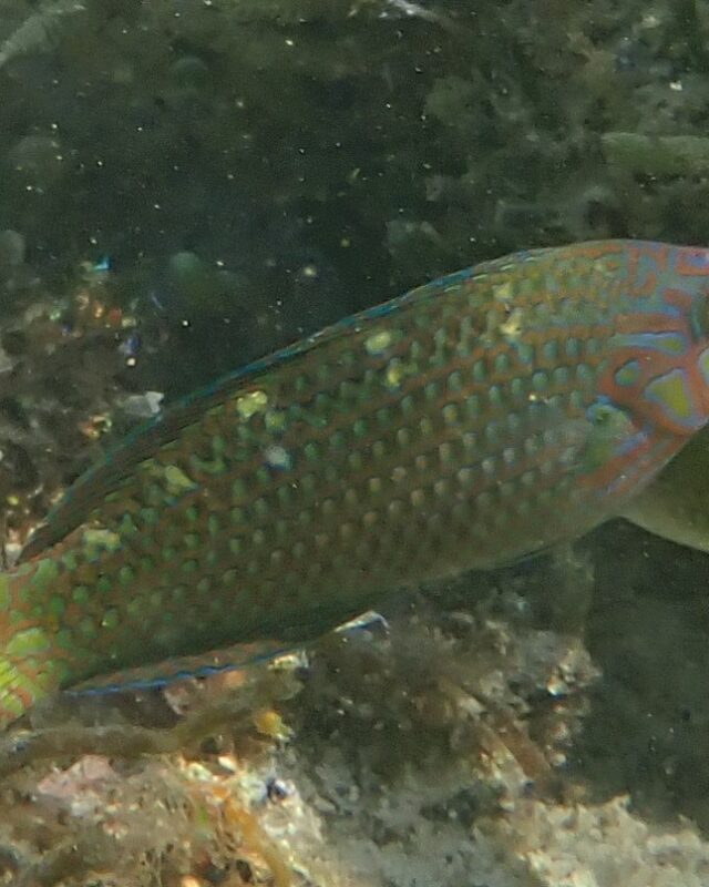 Argus Wrasse