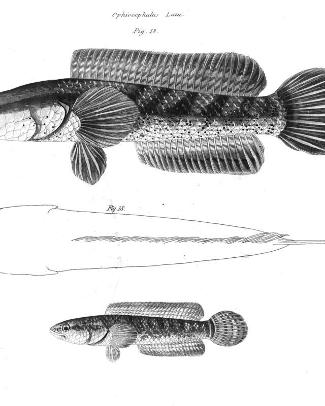 Spotted Snakehead