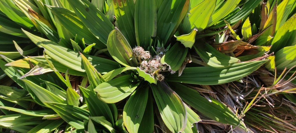 Hedyotis plantaginifolia