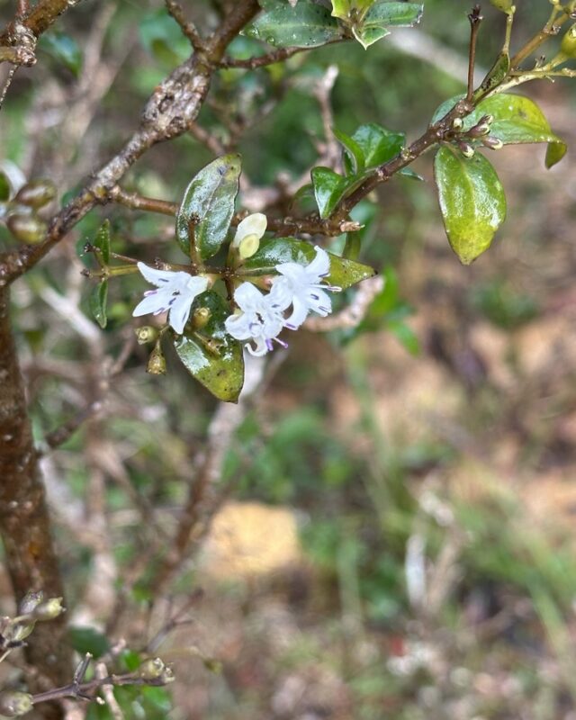 Hedyotis trimenii