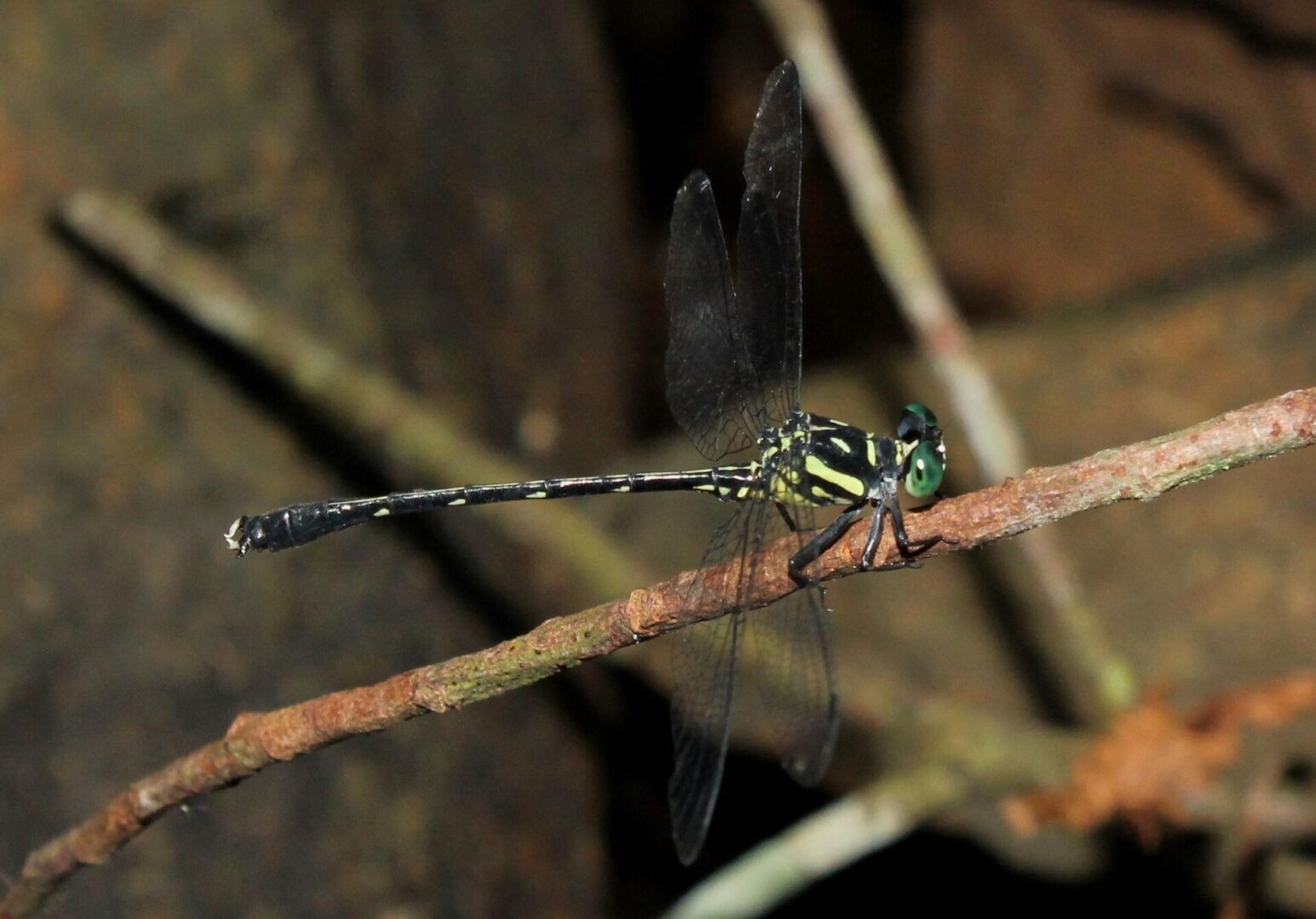 Lyrate Grappletail