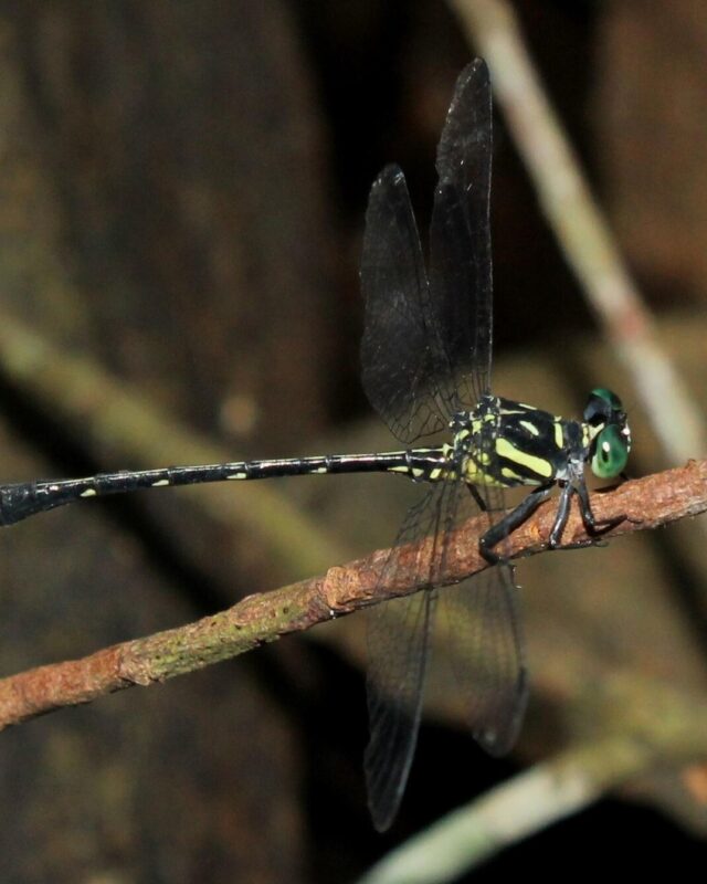 Lyrate Grappletail