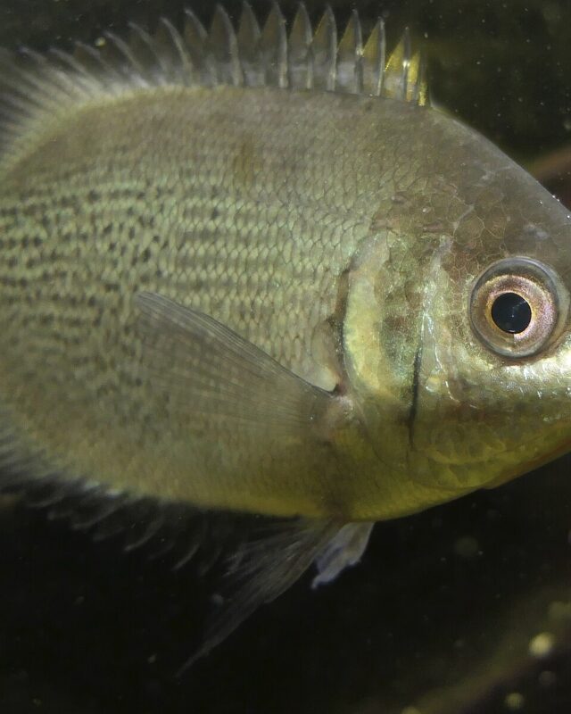 Kissing Gourami