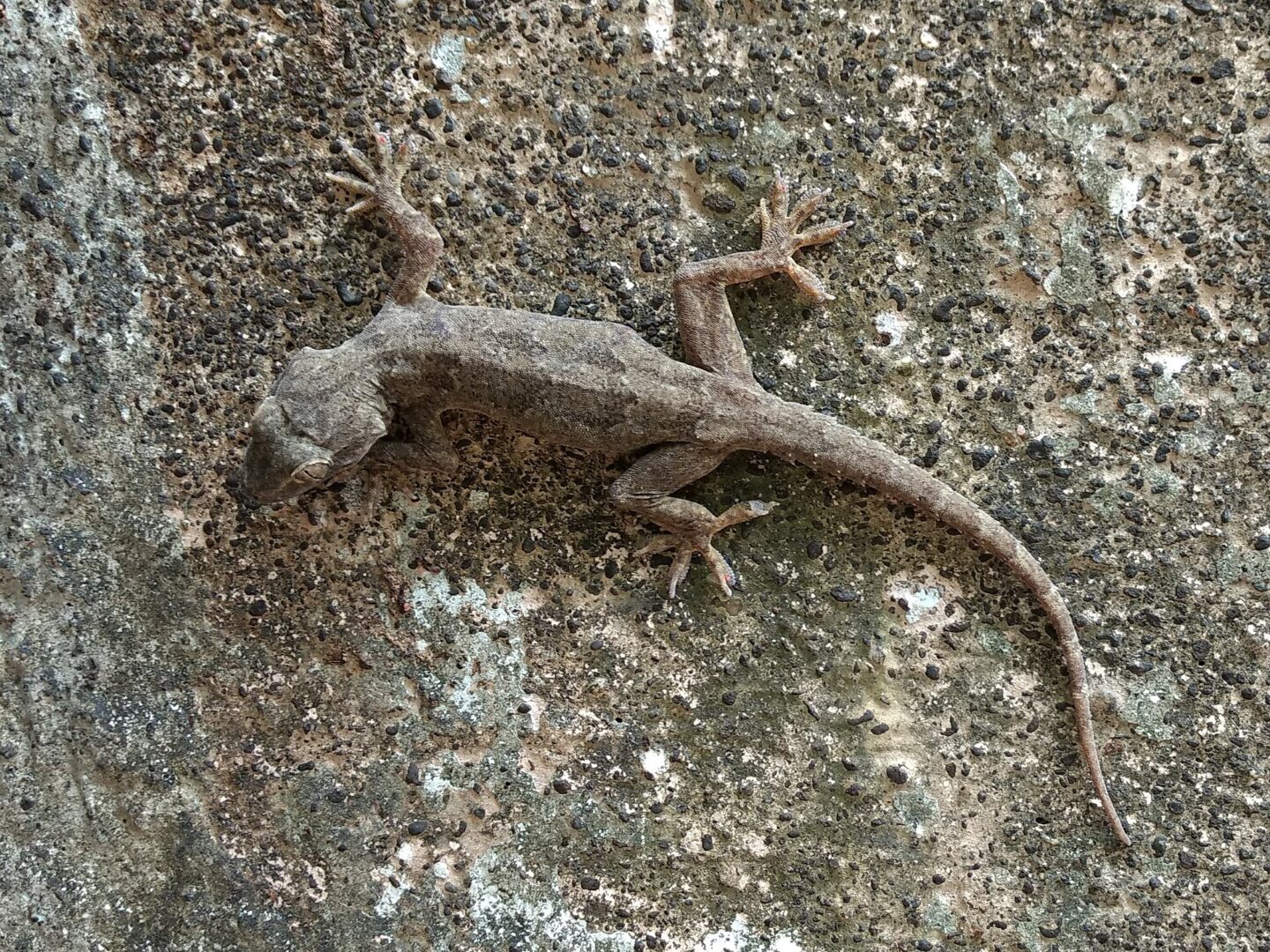 Bark Gecko