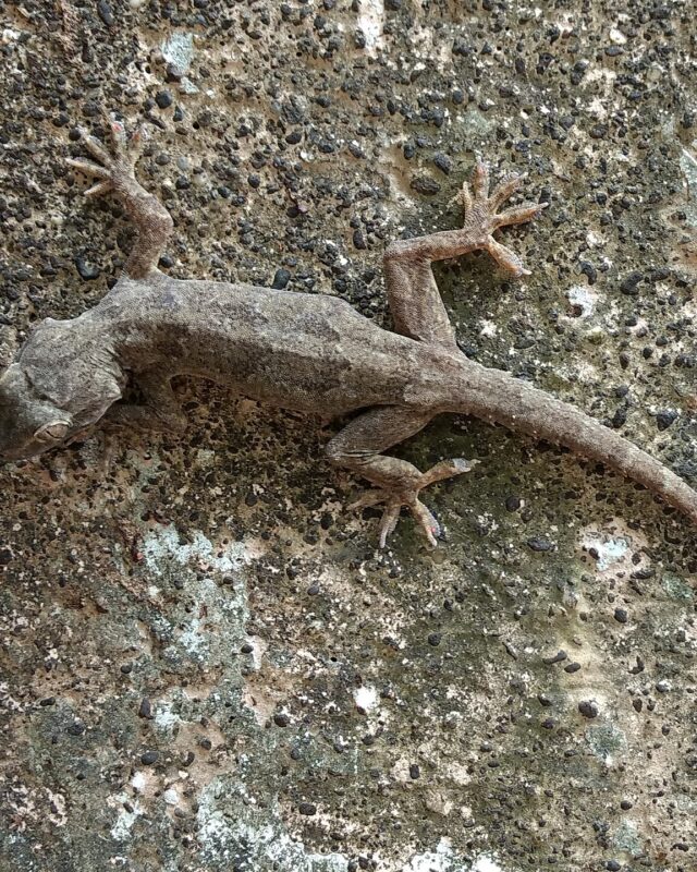 කිඹුල් හූනා