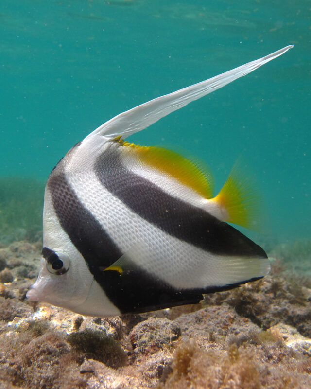 Longfin Bannerfish