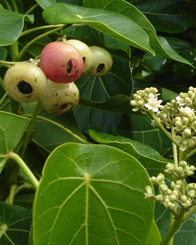 Lantern Tree
