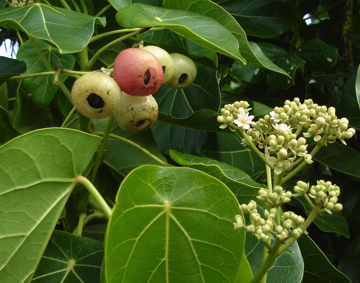 Lantern Tree