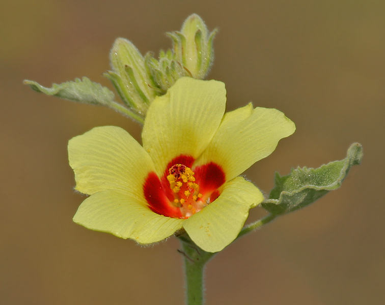 Yellow Hibiscus