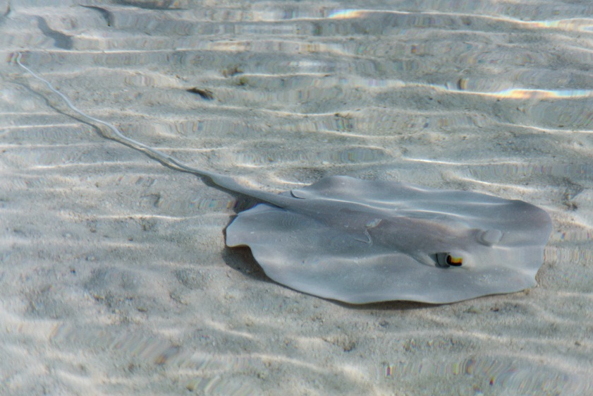 Coromandel Whipray