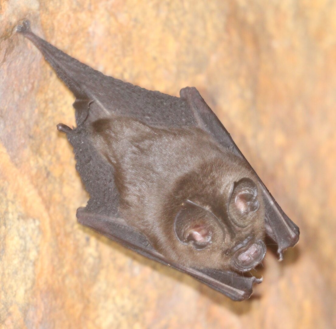 Hipposideros srilankaensis