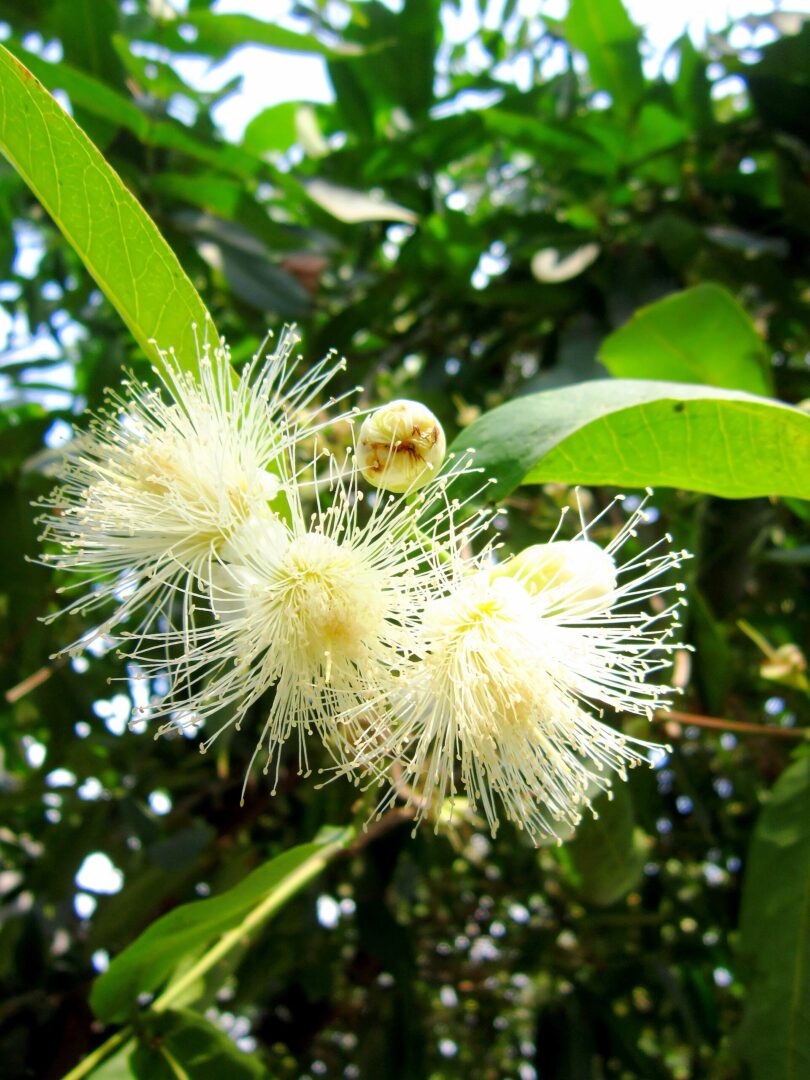 රට ජම්බු