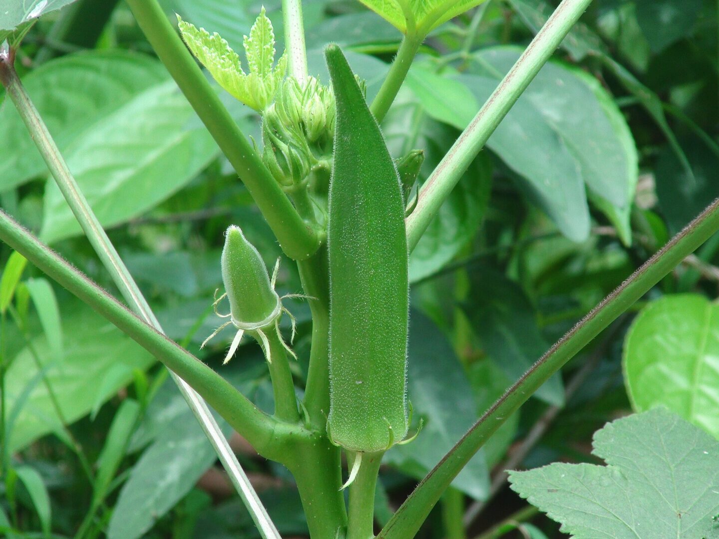 බණ්ඩක්කා