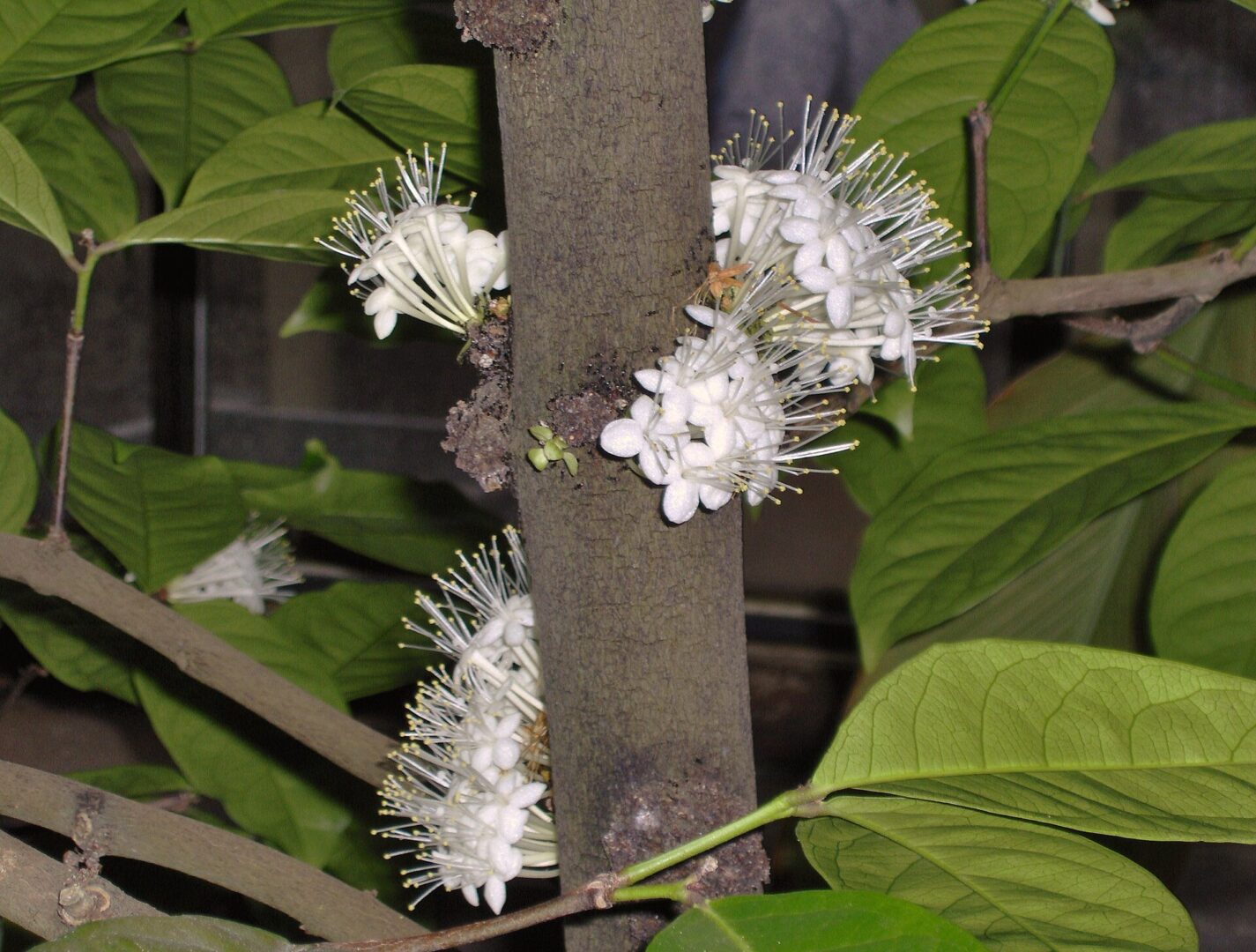 Phaleria capitata