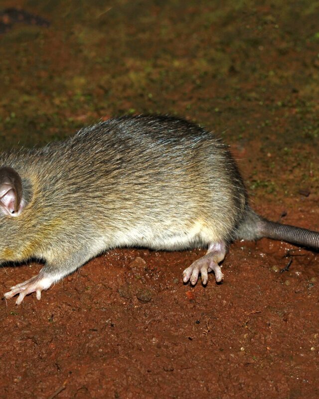 Black Rat