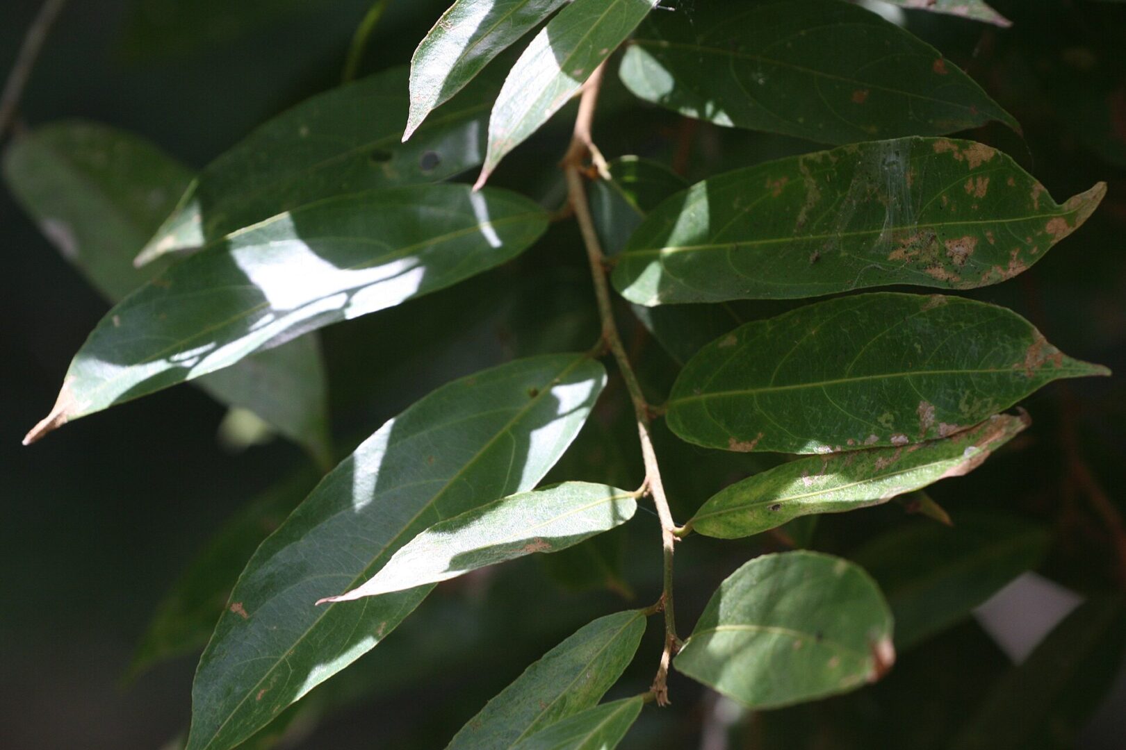 Hydnocarpus venenatus
