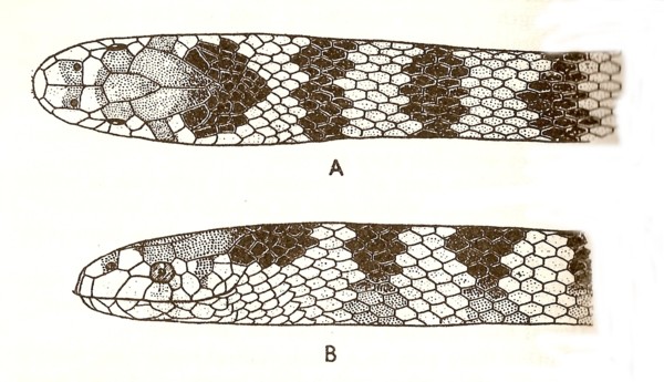 Annulated Sea Snake