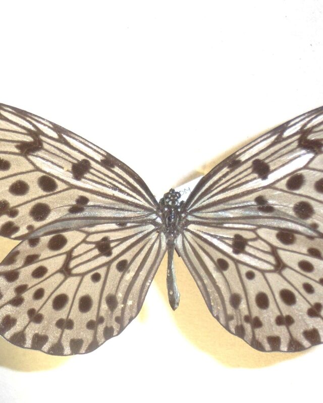 Ceylon Tree Nymph