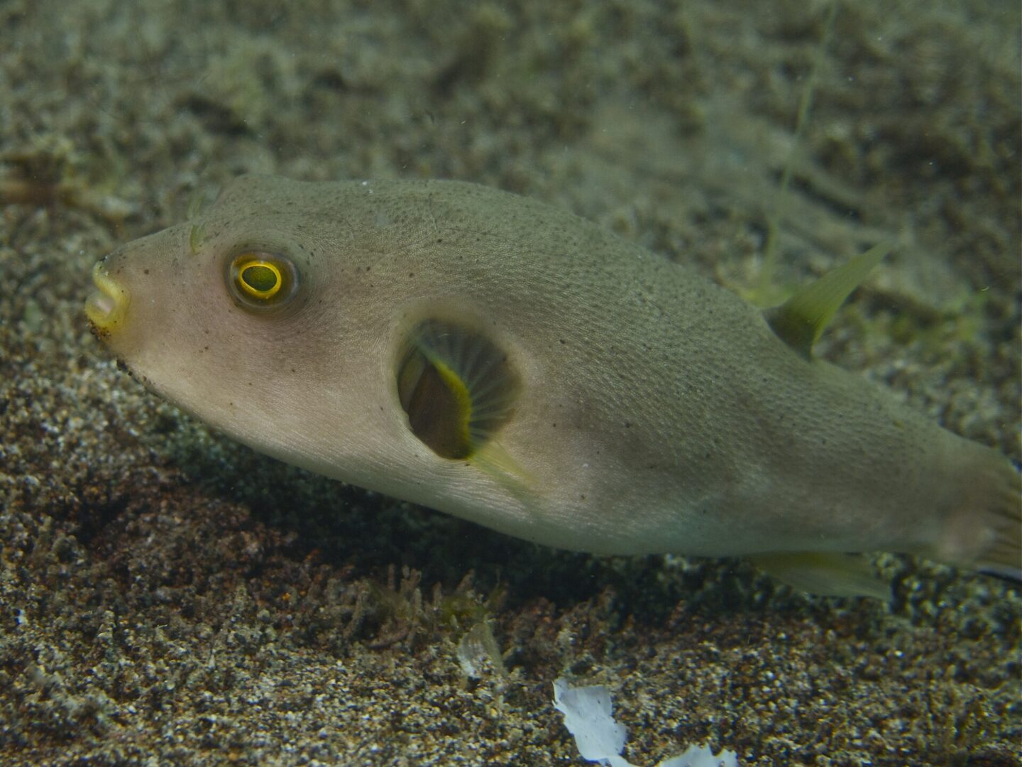 Yellow-Eyed Puffer