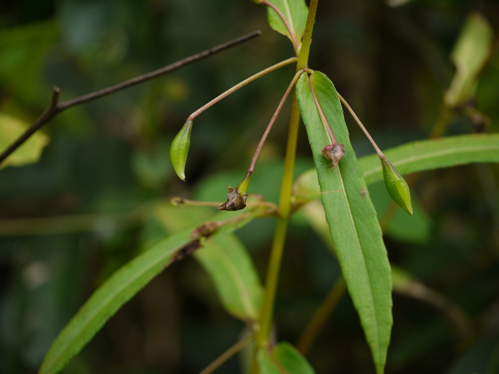 Impatiens oppositifolia