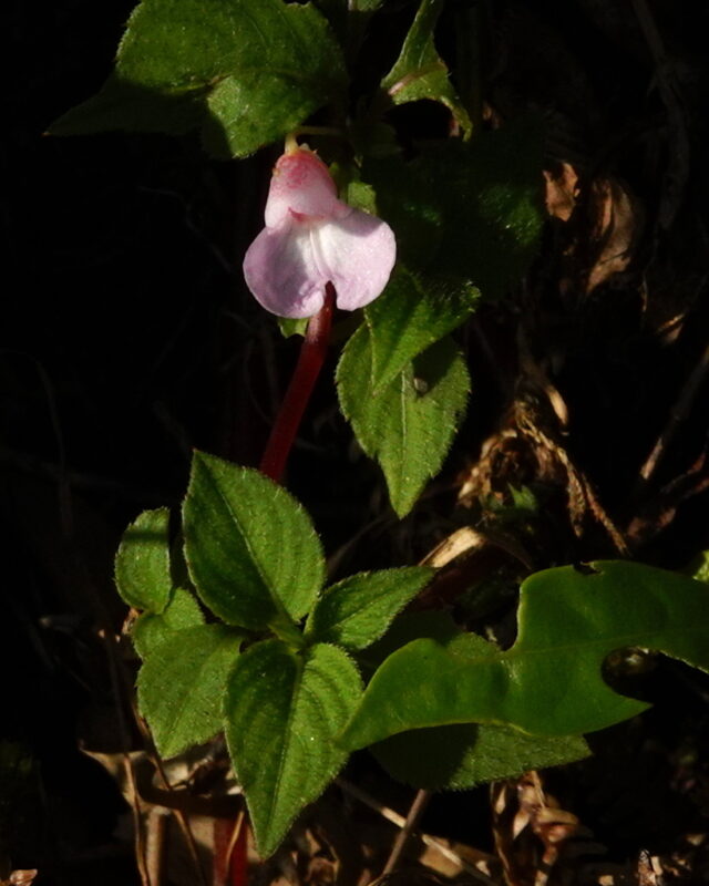 Impatiens truncata
