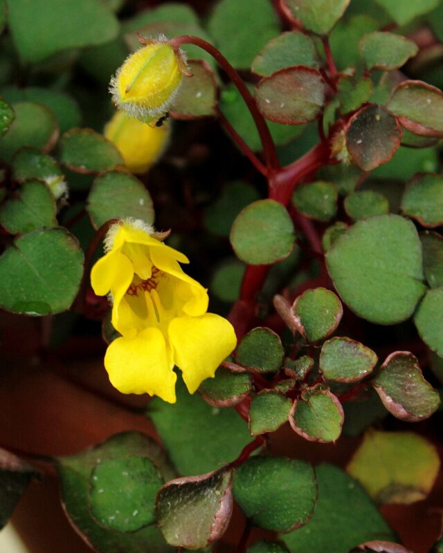Ceylon Balsam