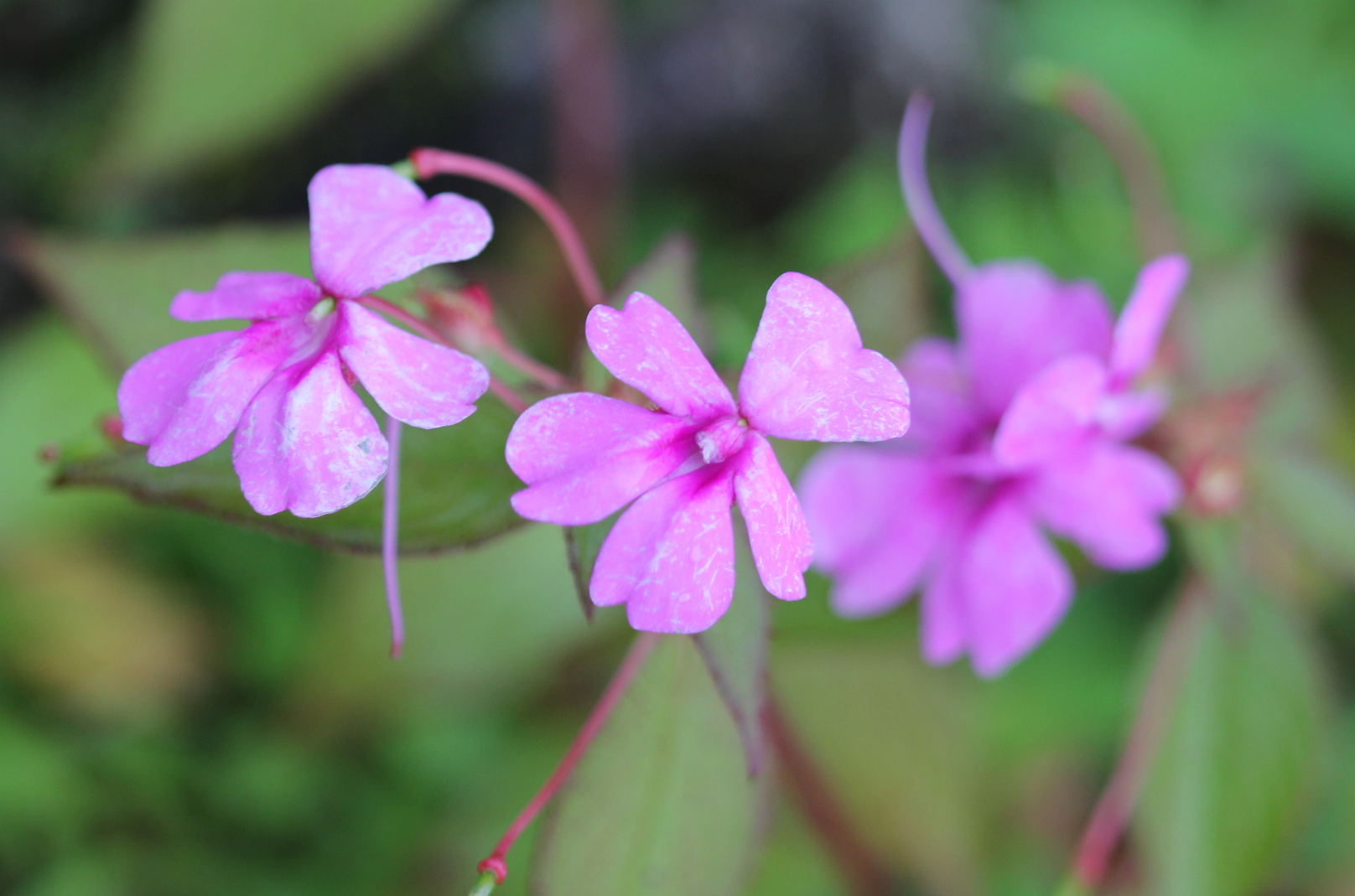 Pink Orchid Balsam