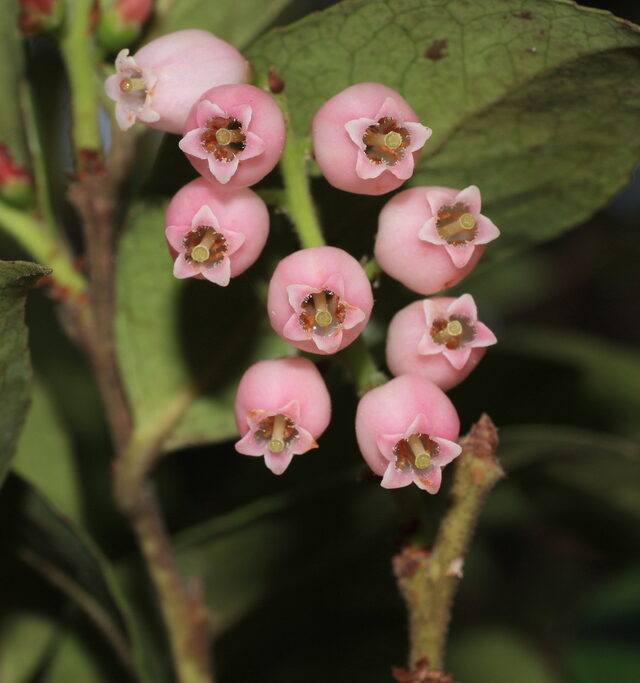 Indian Cranberry
