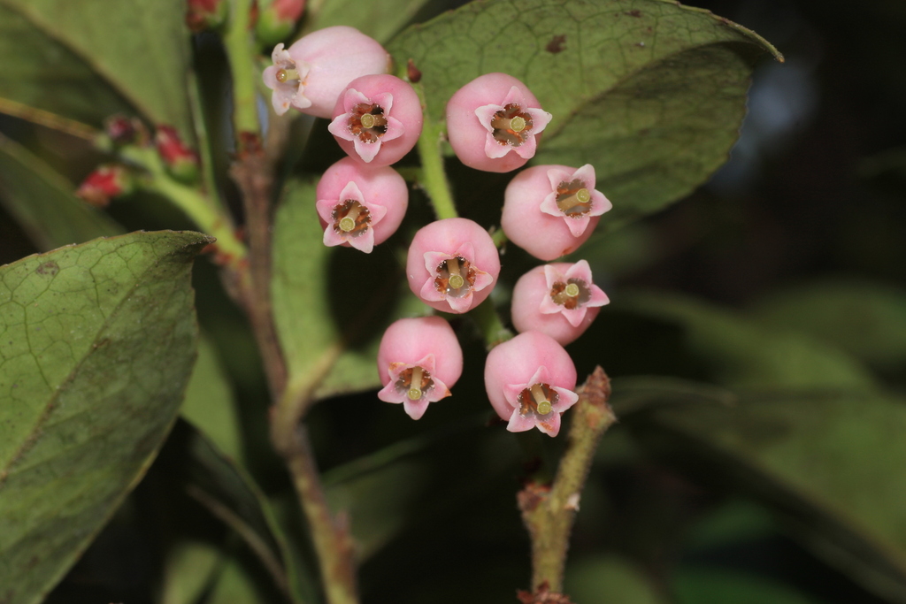 Indian Cranberry