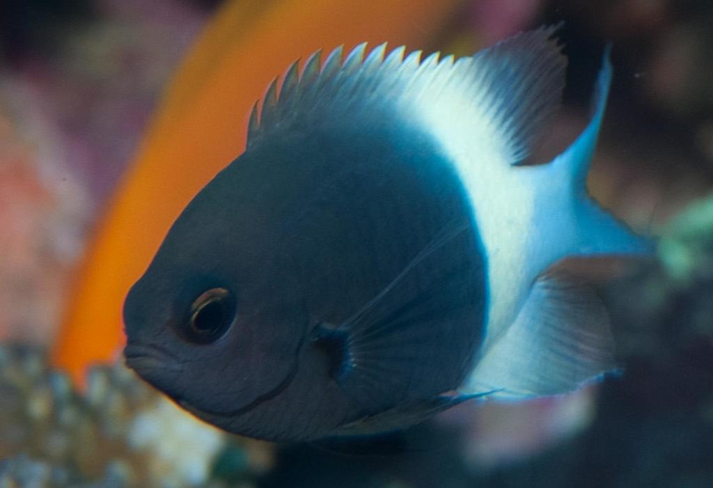 Indian Half-And-Half Chromis