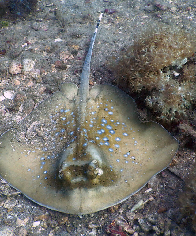 Indian Ocean Blue-Spotted Maskray