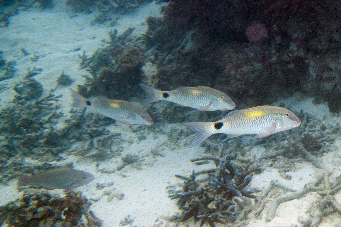 Yellowspot Goatfish
