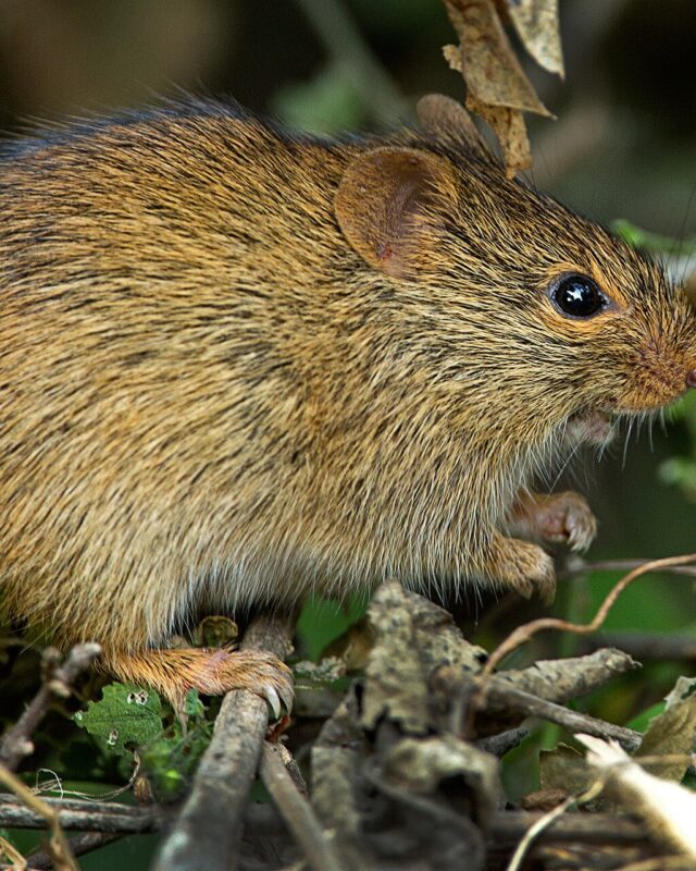 Indian Bush Rat