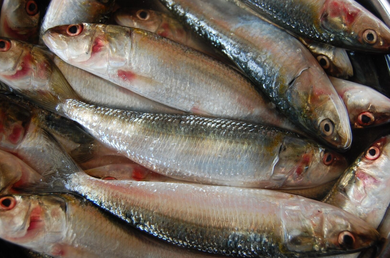 Indian Sardinella