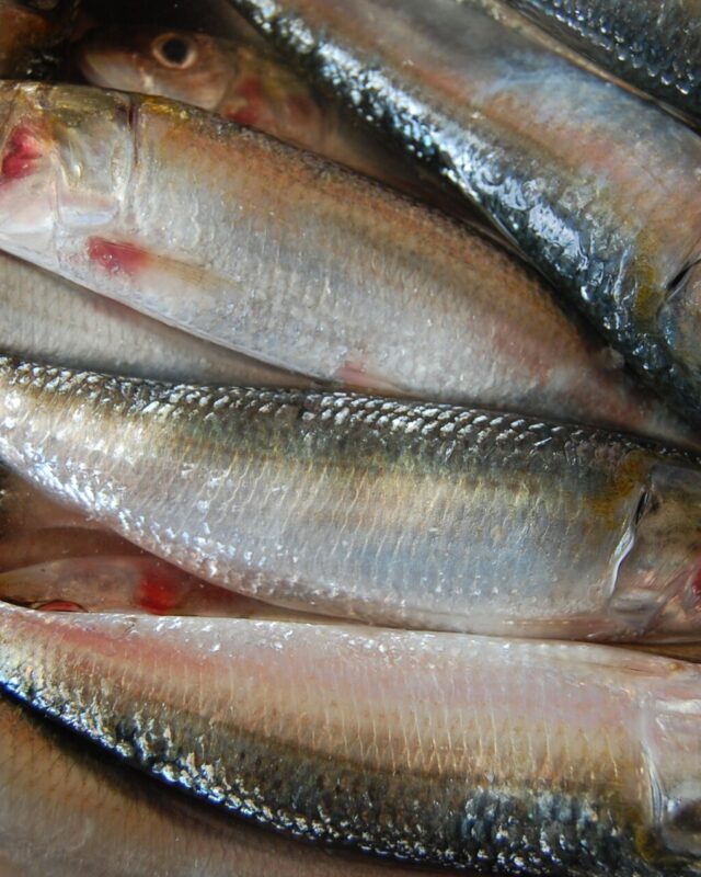 Indian Sardinella