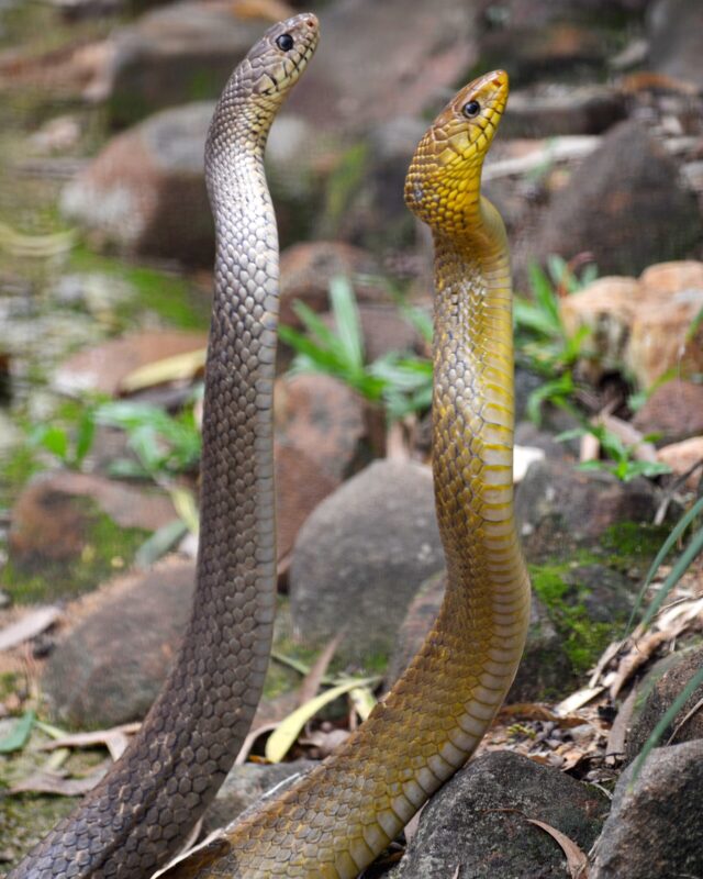 ගැරඬියා