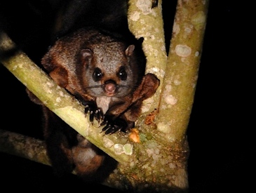 මහ හම්බාවා