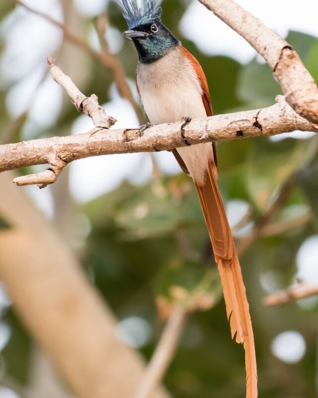සුදු රෙදි හොරා