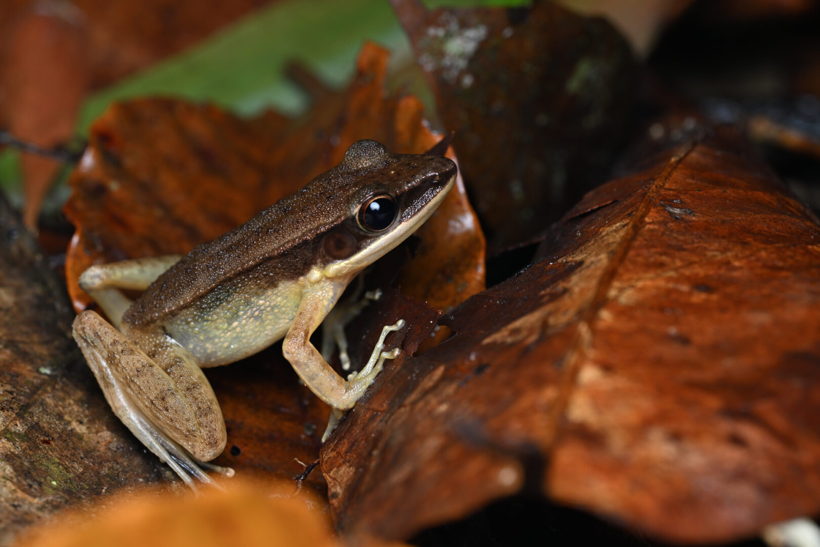 Sri Lankan Golden-Backed Frog