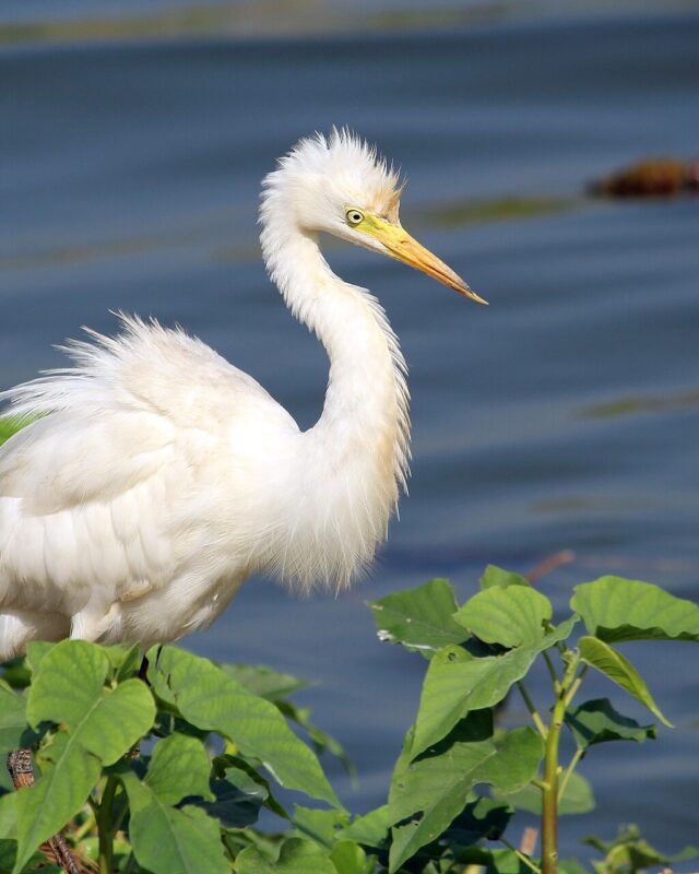 Medium Egret