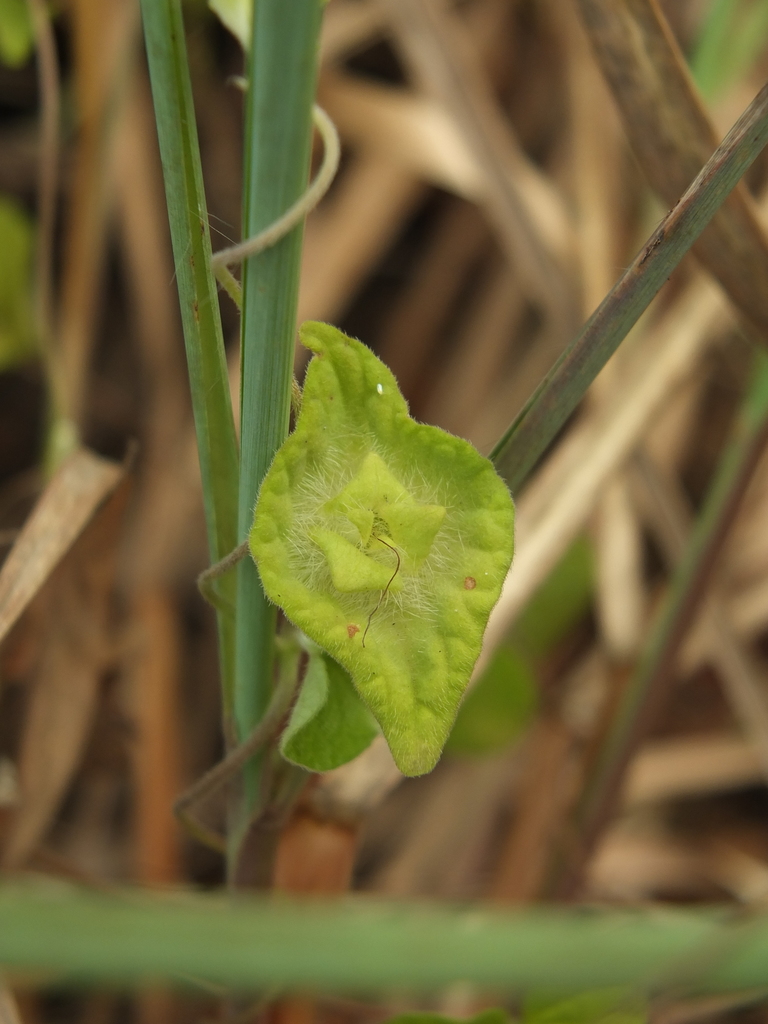 Ipomoea pileata