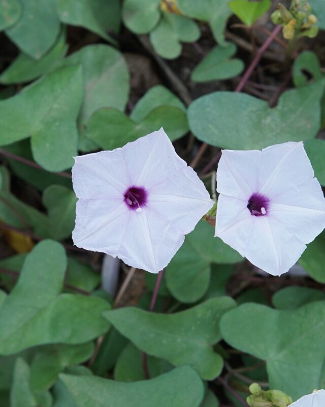 Arrow-Leafed Morning Glory