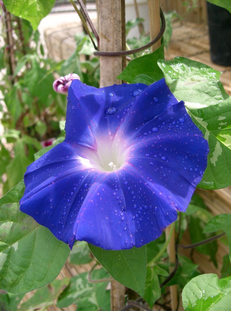 Japanese Morning Glory