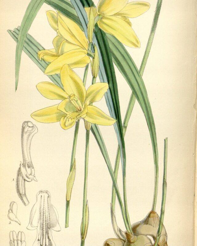 Ipsea speciosa