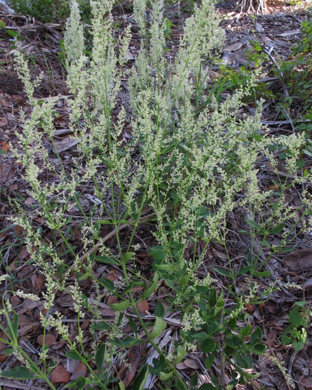 Juba’s Bush