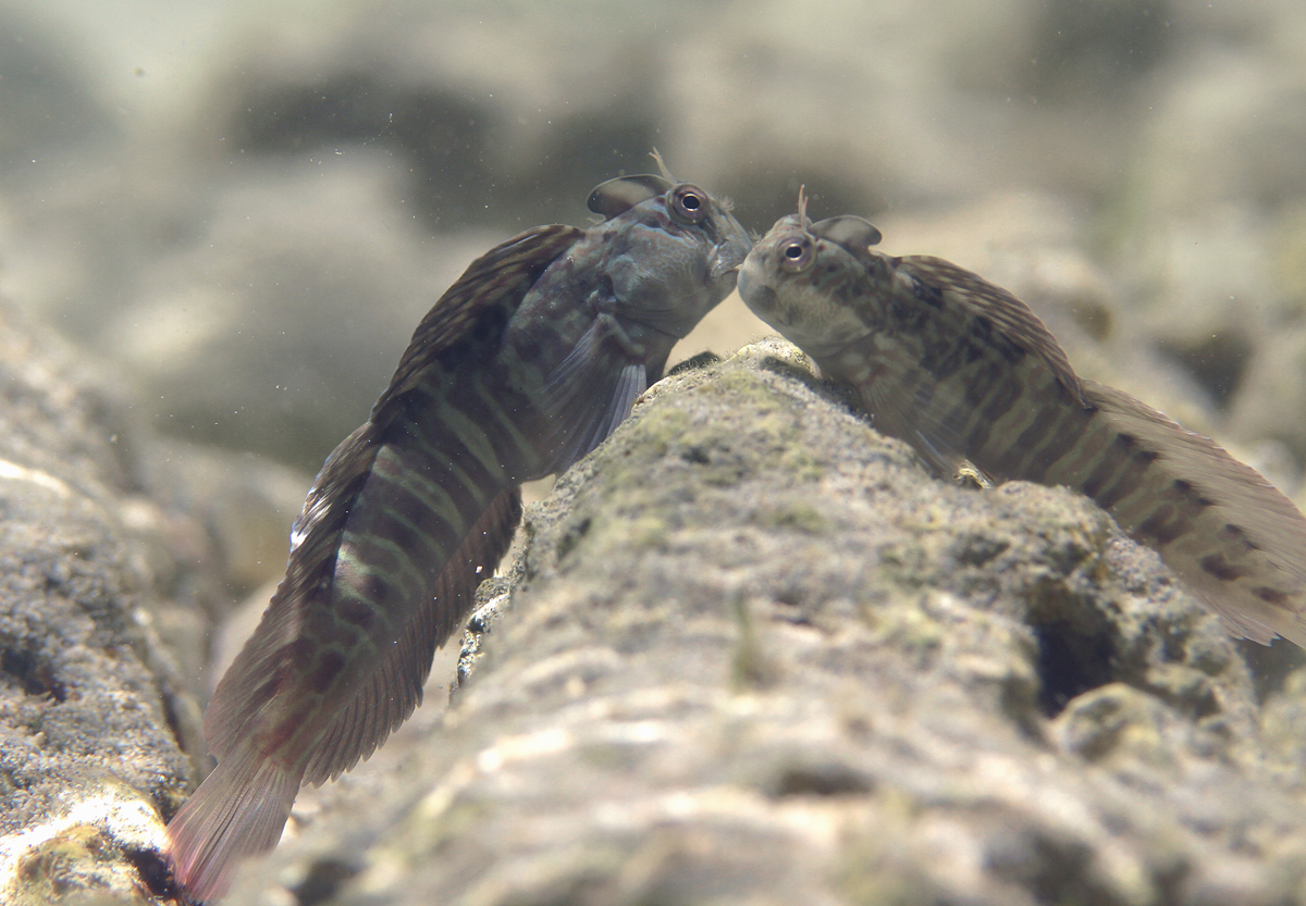 Rippled Rockskipper
