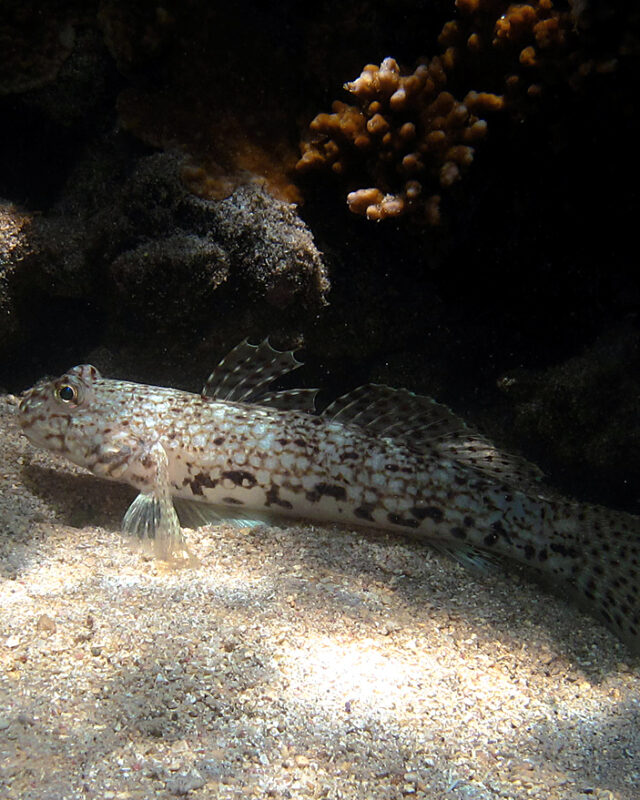 Decorated Sandgoby