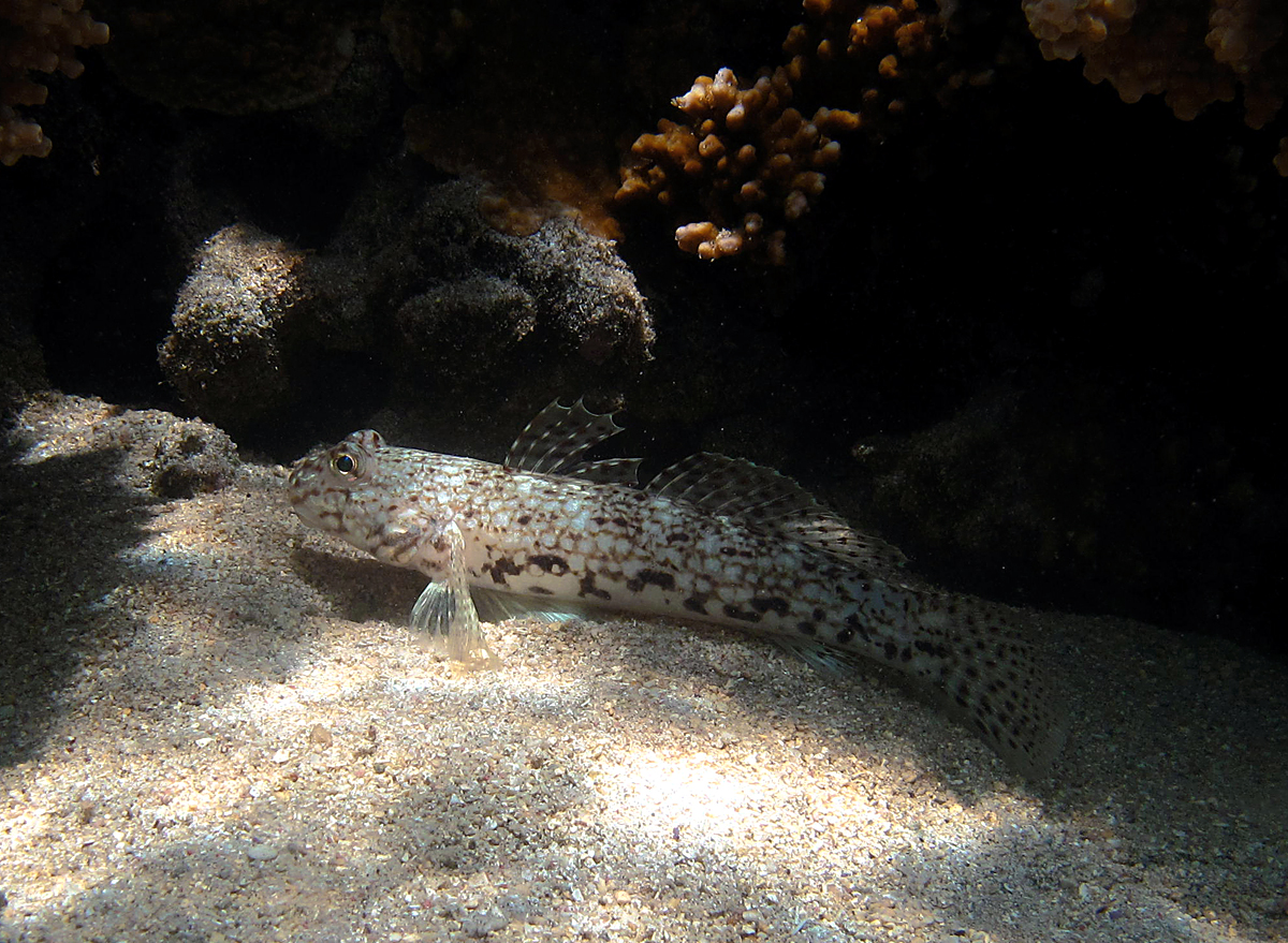 Decorated Sandgoby