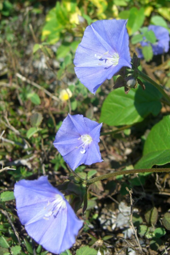 Skyblue Clustervine